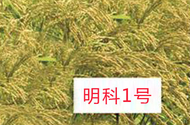 明科1号